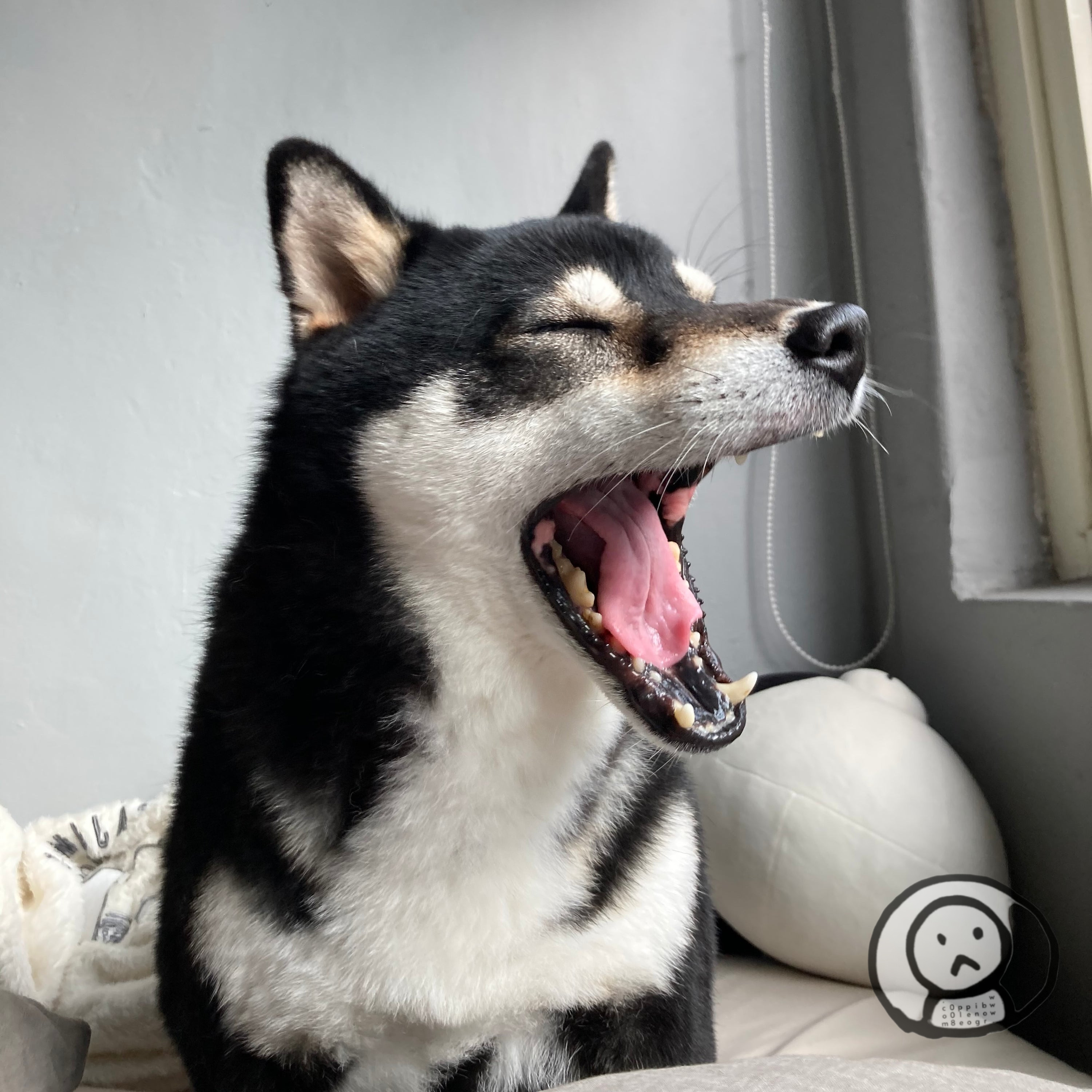 狗狗
